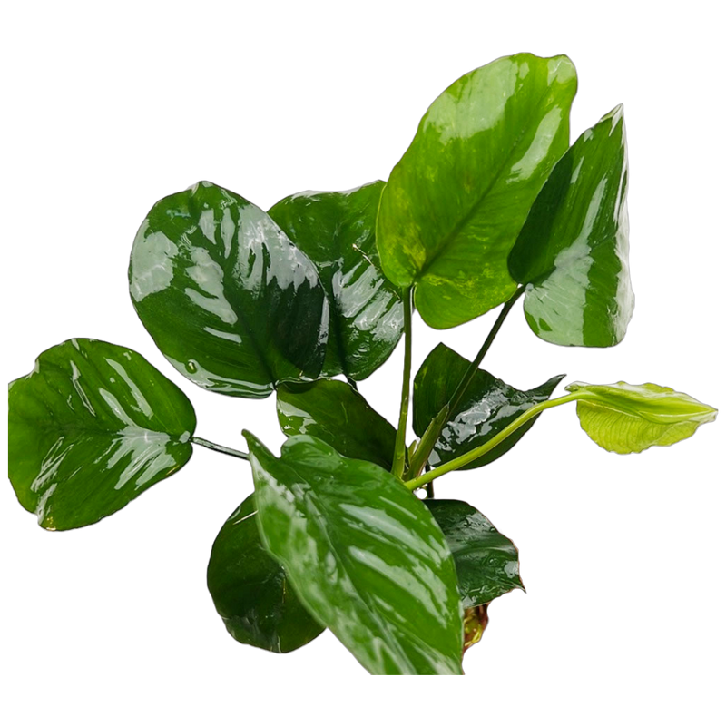 Anubias Barteri (Anubias barteri)