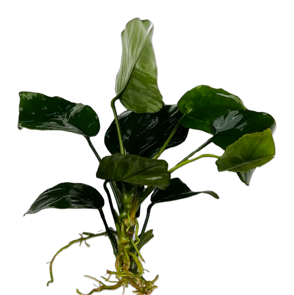 Anubias Barteri (Anubias barteri)