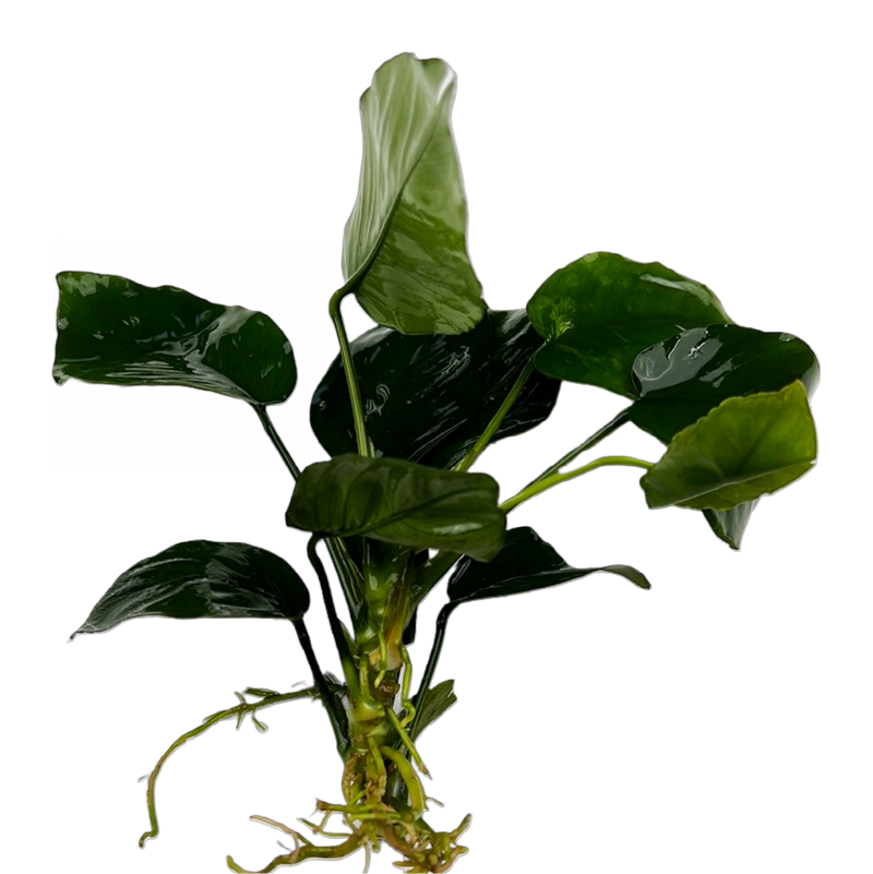 Anubias Barteri (Anubias barteri)
