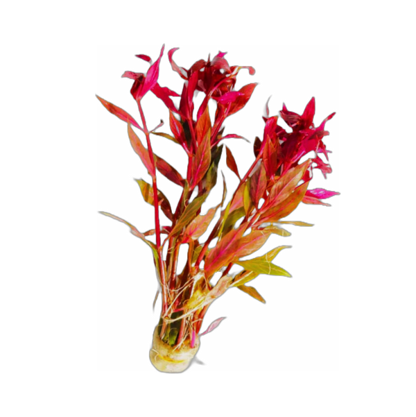 Variegated Scarlet Temple (Alternanthera reineckii ''Variegated")