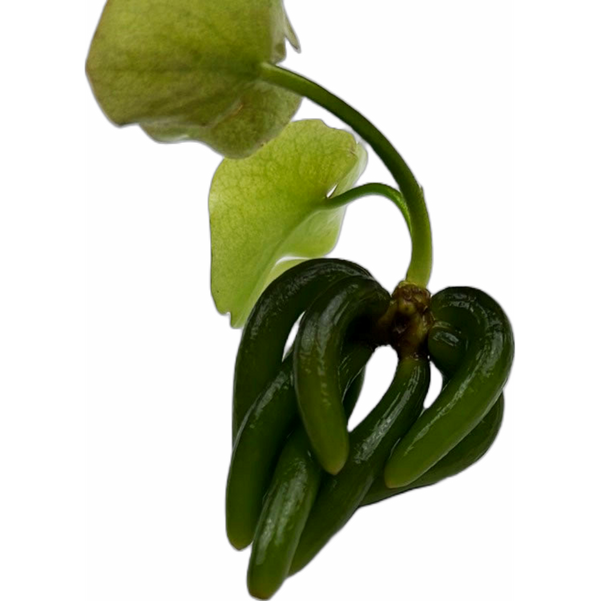 Banana Plant (Nymphoides aquatica)