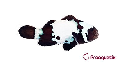 ProA - Black Snowflake (Amphiprion ocellaris)