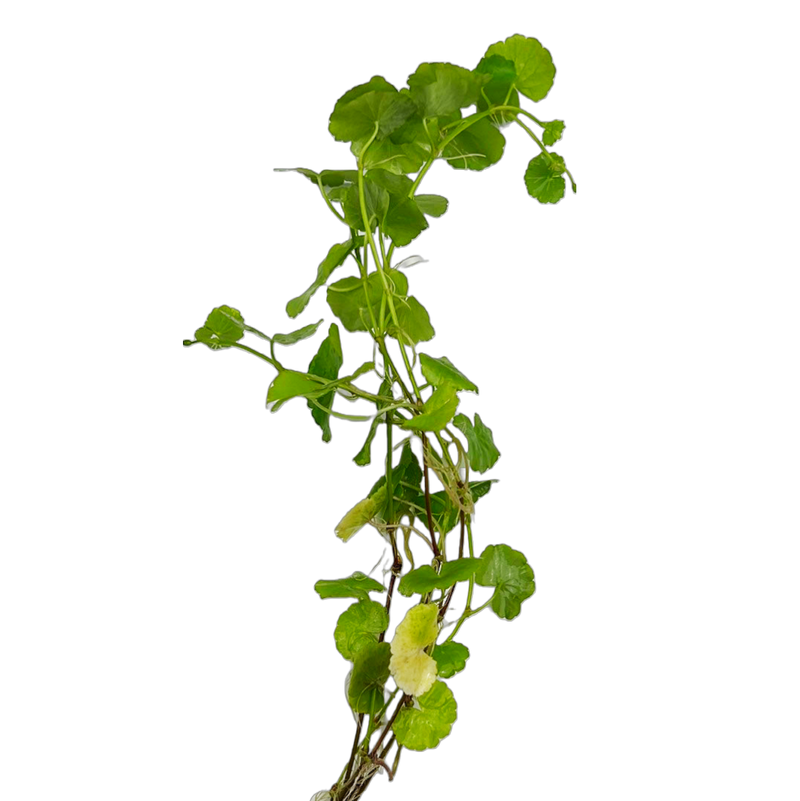 Brazilian Pennywort (Hydrocotyle leucocephala)