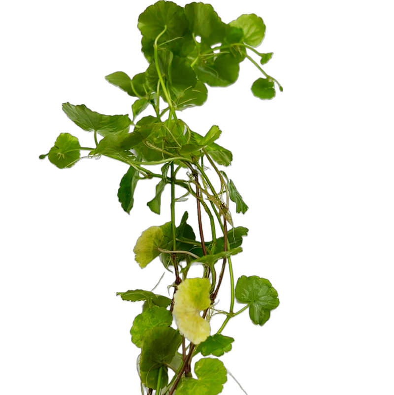 Brazilian Pennywort (Hydrocotyle leucocephala)