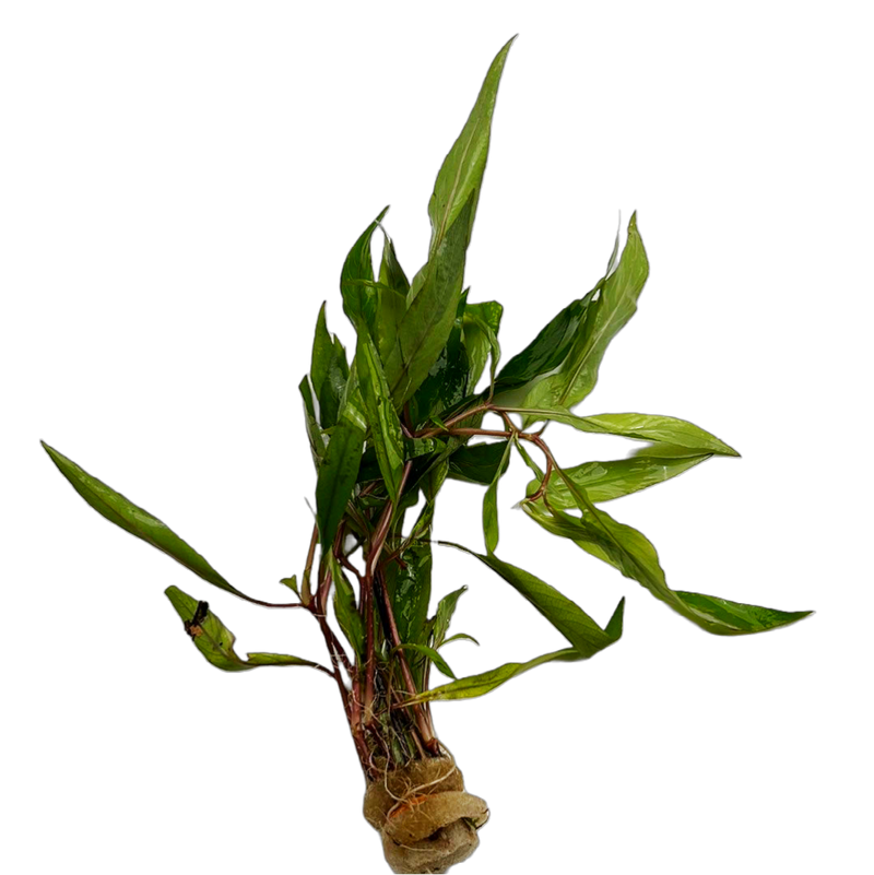 Broadleaf Temple Plant (Hygrophila corymbosa "Stricta")
