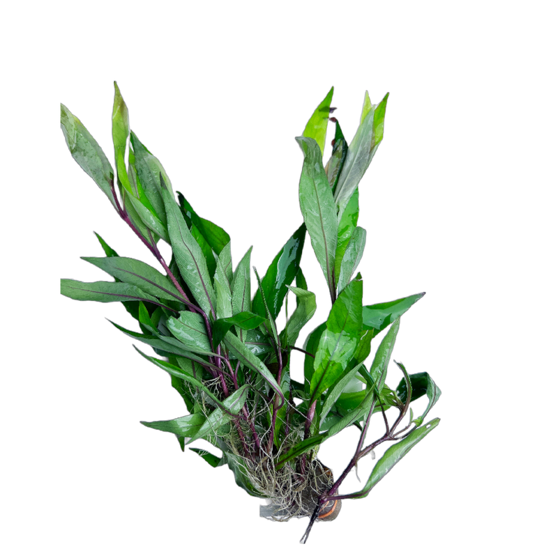 Broadleaf Temple Plant (Hygrophila corymbosa "Stricta")