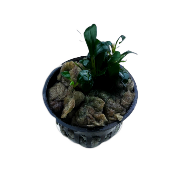 Anubias Nana Petite (Anubias barteri var. "nana petite")