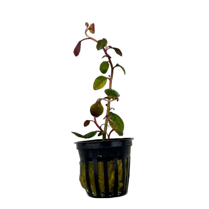 Cardinal Plant (Lobelia cardinalis)