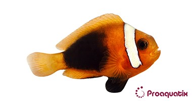 Cinnamon Clownfish (Amphiprion melanopus)