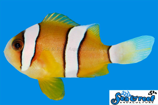 Sea & Reef - Clarkii Clownfish (Amphiprion clarkii)