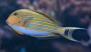 Clown Tang -(Lineatus)