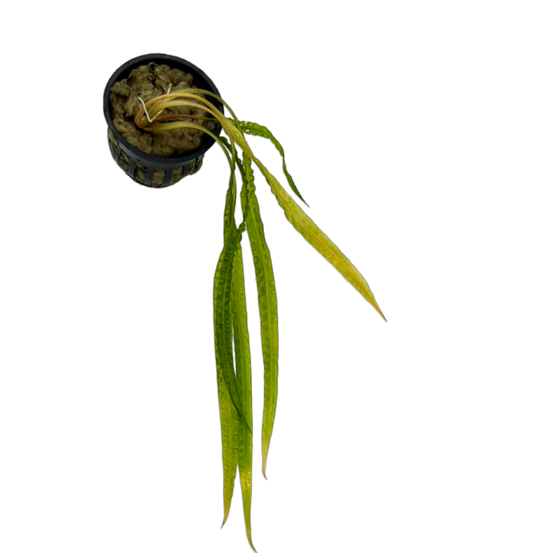 Cryptocoryne balansae