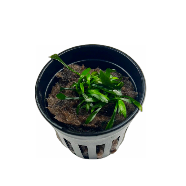 Cryptocoryne parva