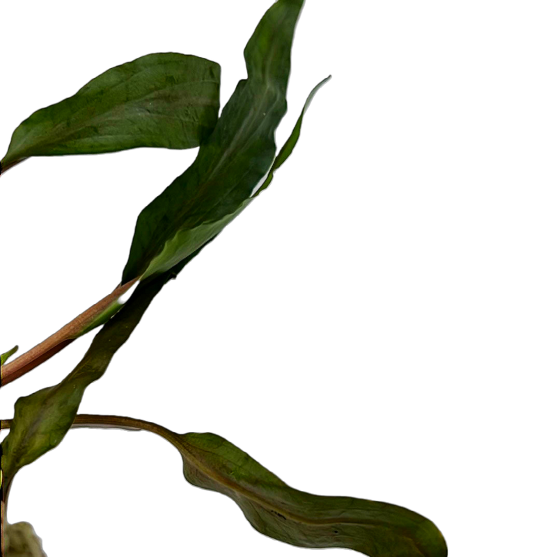 Cryptocoryne undulata Pot