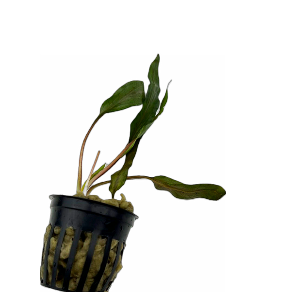 Cryptocoryne undulata Pot