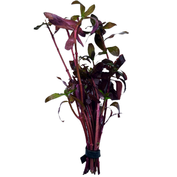 Delicate Ammania (Ammania gracilis)