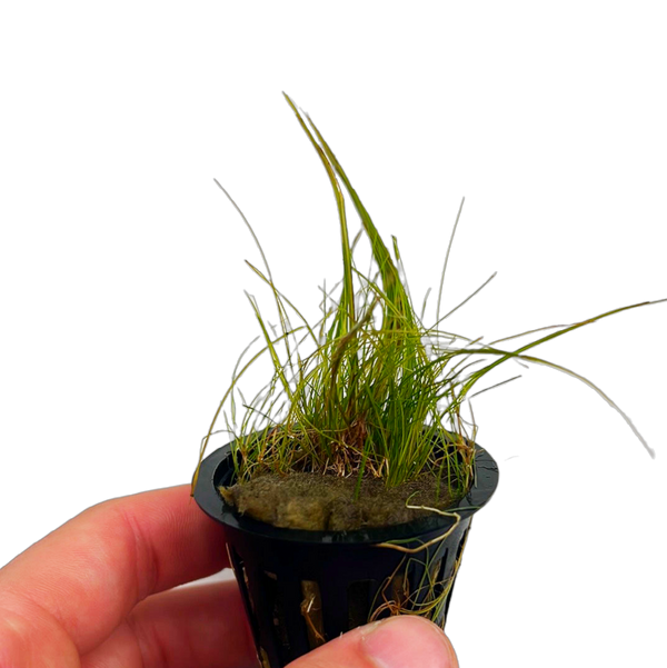 Dwarf Hairgrass (Eleocharis acicularis)