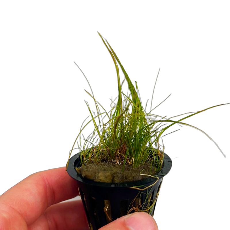 Dwarf Hairgrass (Eleocharis acicularis)