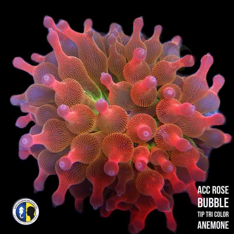 Rose Bubble Tip Tri Color Anemone