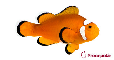 ProA - Extreme Misbar Ocellaris (Amphiprion ocellaris)