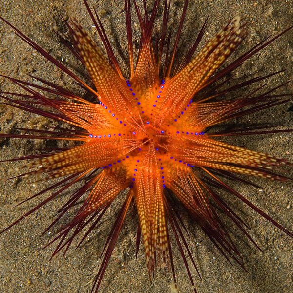 Fire Urchin (ASTROPYGA RADIATA)