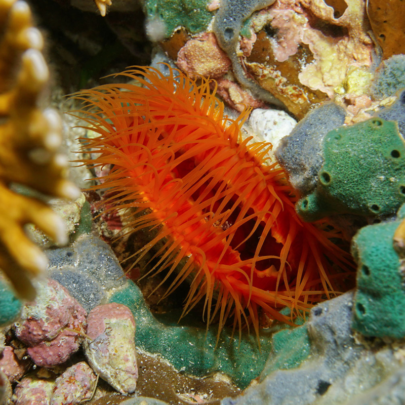 Flame Scallop