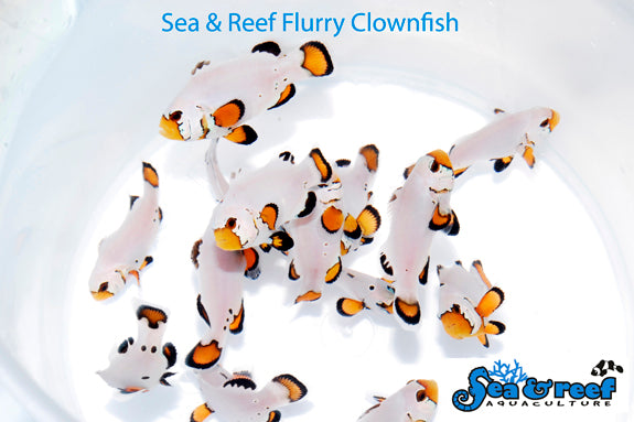 Sea & Reef - Flurry Clownfish (Amphiprion ocellaris)