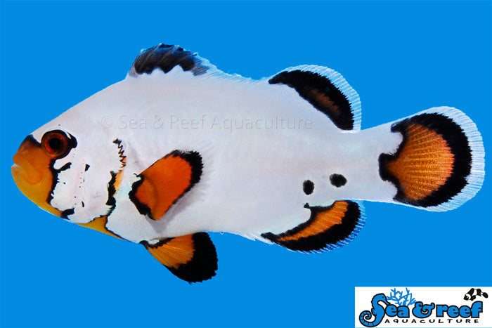 Sea & Reef - Flurry Clownfish (Amphiprion ocellaris)