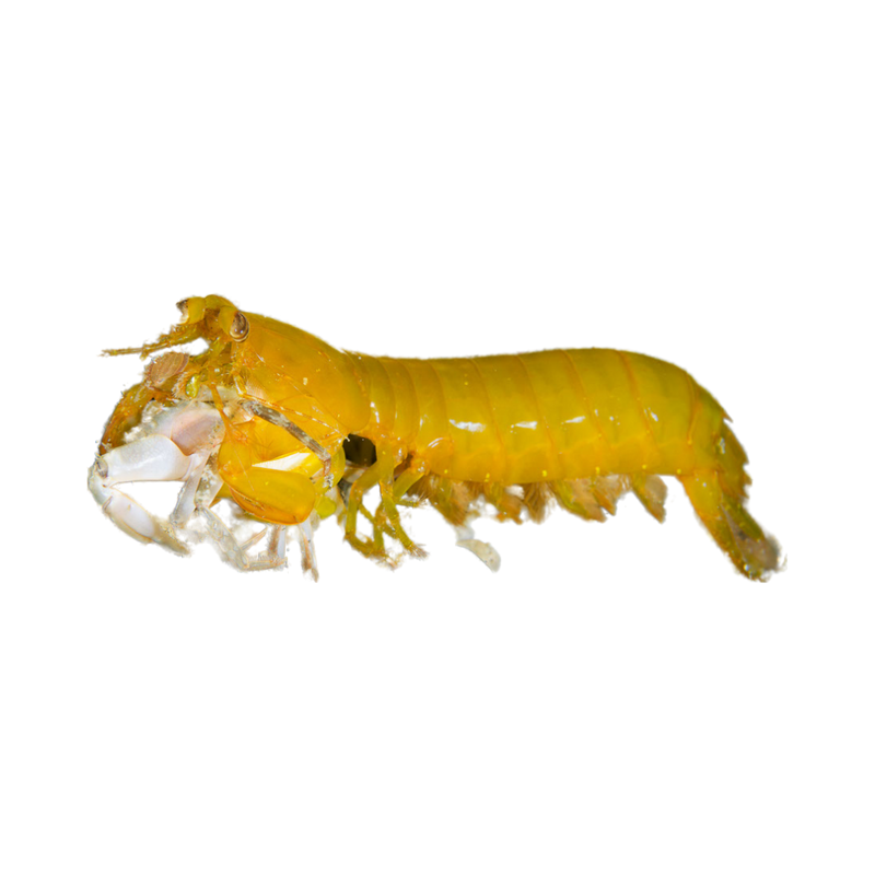 Gold Mantis Shrimp