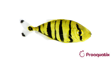 ProA - Golden Trevally Pilotfish (Gnathanodon speciosus)