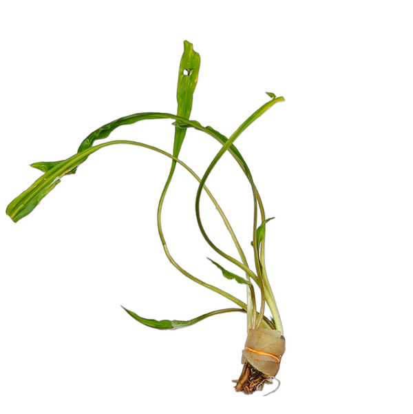 Cryptocoryne spiralis (Emersed- Multiple stems)