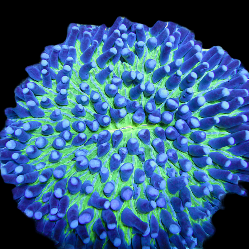 Green and Blue Long Tentacle Plate Coral (6 Inches)