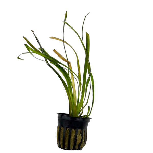 Italian Val (Vallisneria spiralis)