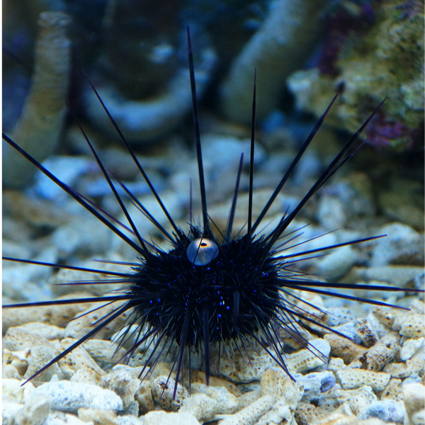 Long-Spined Sea Urchin (DIADEMA SETOSUM)