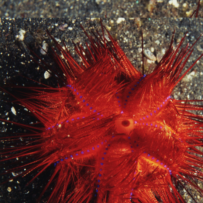 Longspine Urchin, Blue Spot (Astropyga radiata)