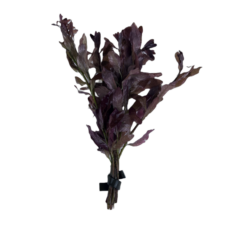 Ludwigia Infinite