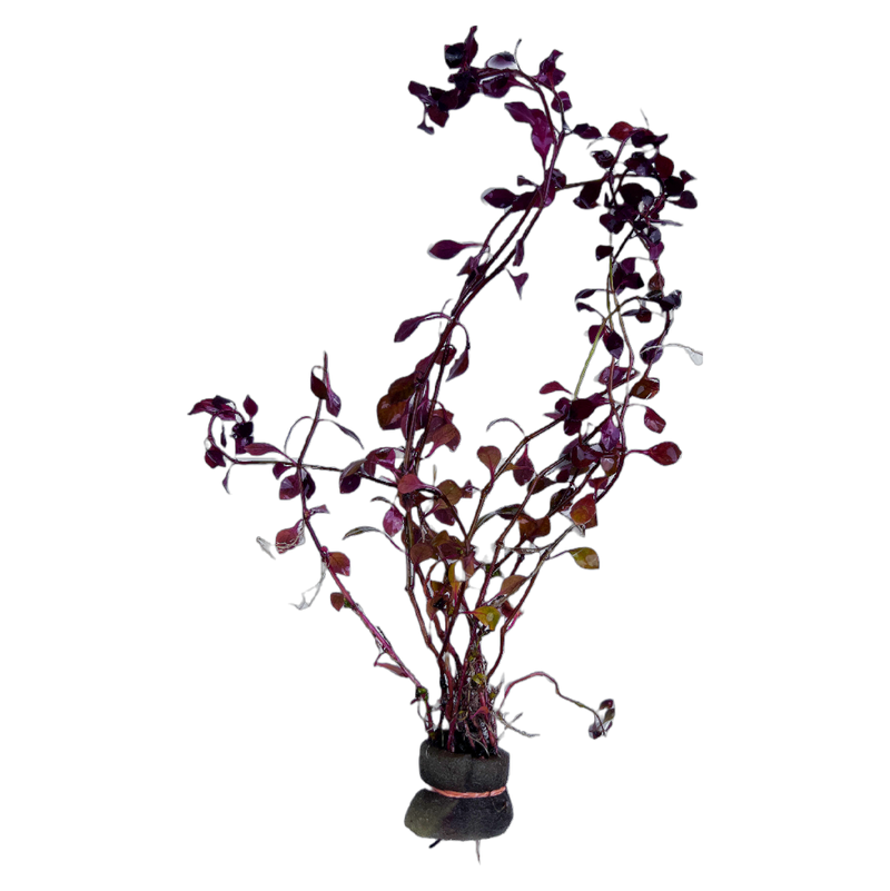 Ludwigia palustris