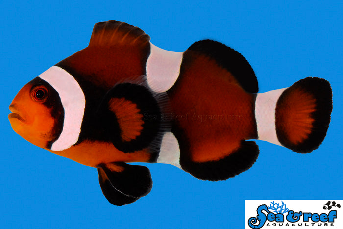 Sea & Reef - Maine Mocha Clownfish (Amphiprion ocellaris)