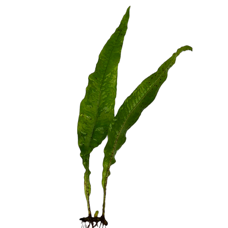 Microsorium pteropus (Java Fern XL)