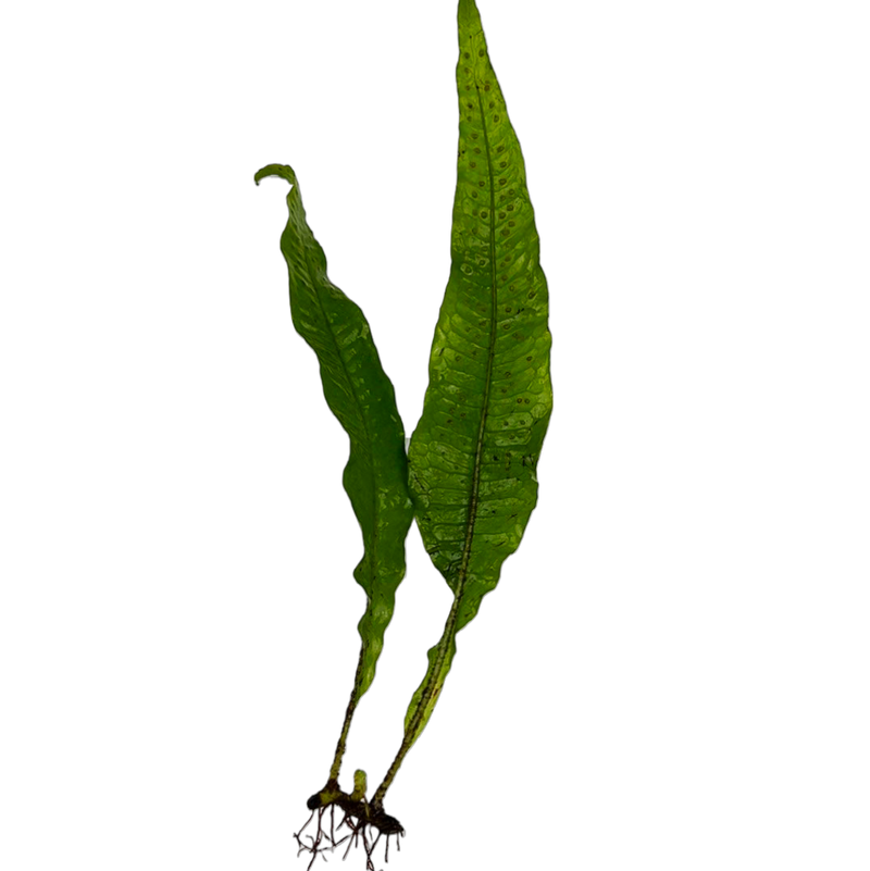 Microsorium pteropus (Java Fern XL)