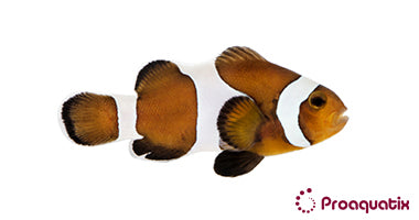 ProA - Mocha Ocellaris (Amphiprion ocellaris)