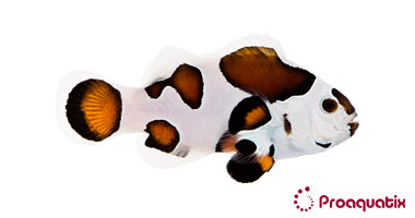 ProA - Mocha Storm (Amphiprion ocellaris)