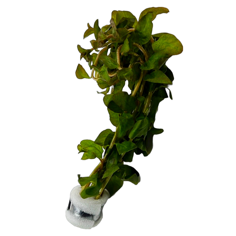 Ludwigia Guinea (Ludwigia senegalensis sp. "Guinea")