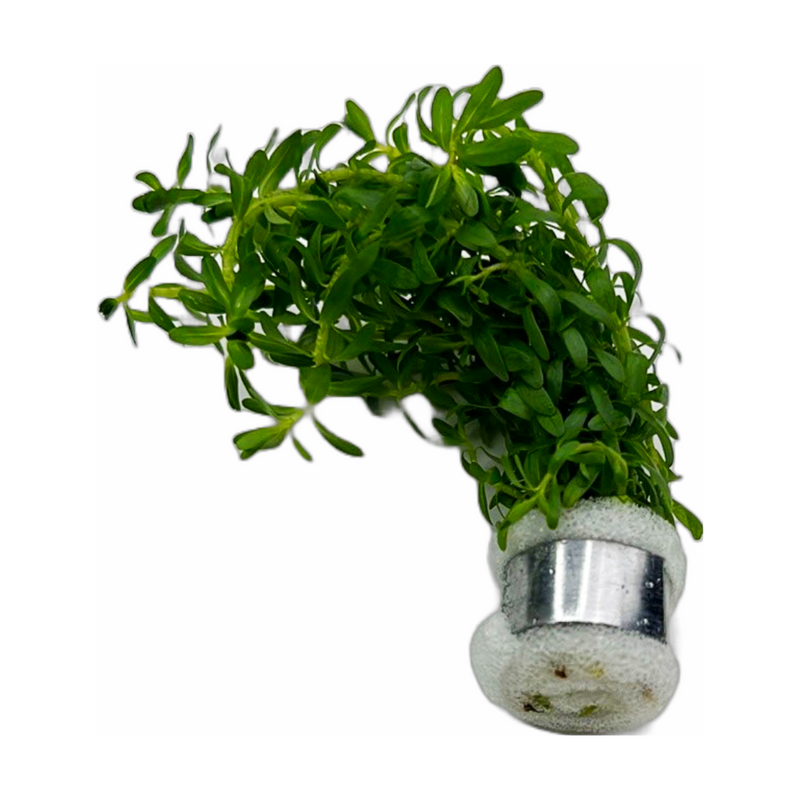 Rotala Bossii (Rotala nanjenshan)