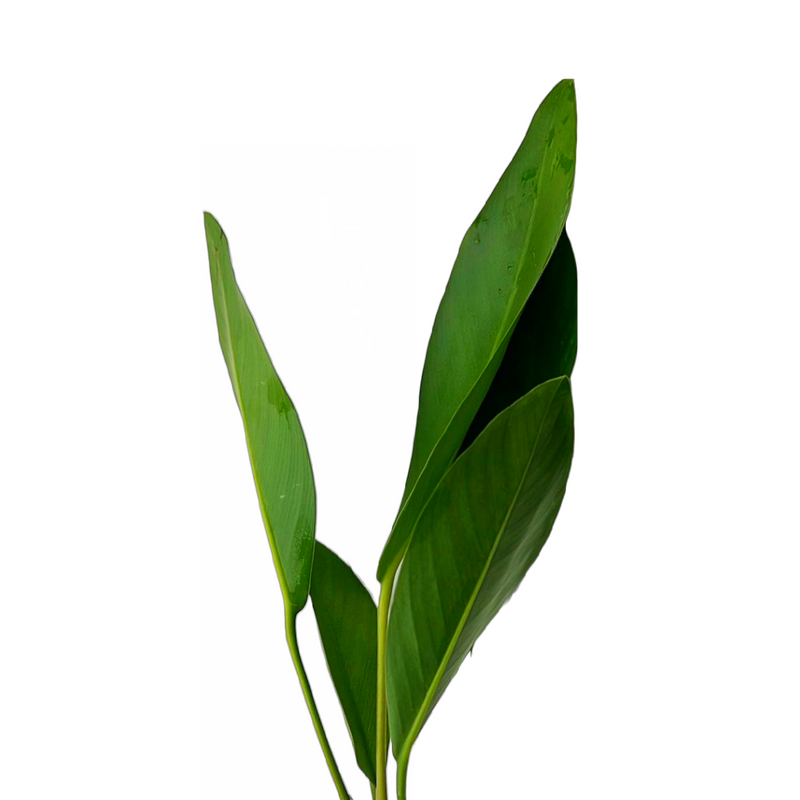 Broad Anubias Congensis (Anubias congensis sp. "Broad")