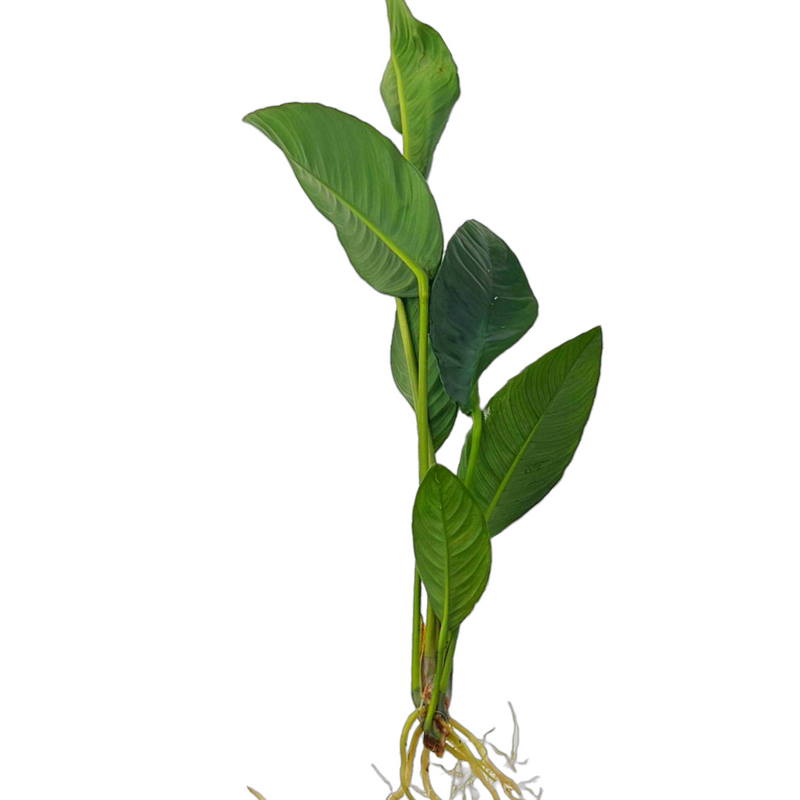 Congo Anubias (Anubias heterophylla)