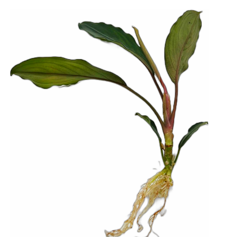 Green Broad Lead Buce (Bucephalandra sp.)