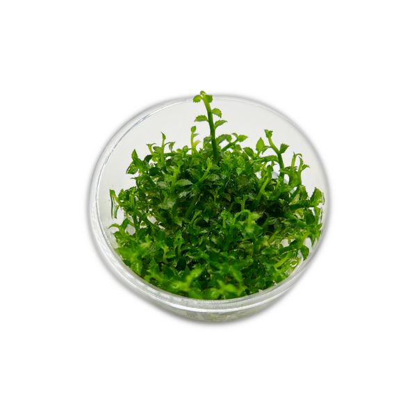 Ammannia sp. "Towuti" -Tissue Culture