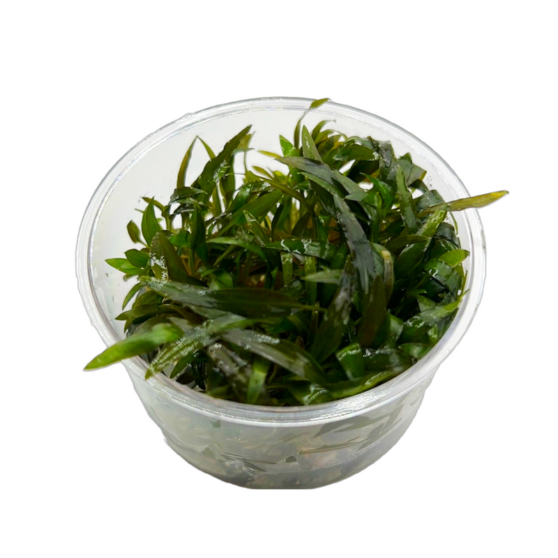 Cryptocoryne axelrodi -Tissue Culture