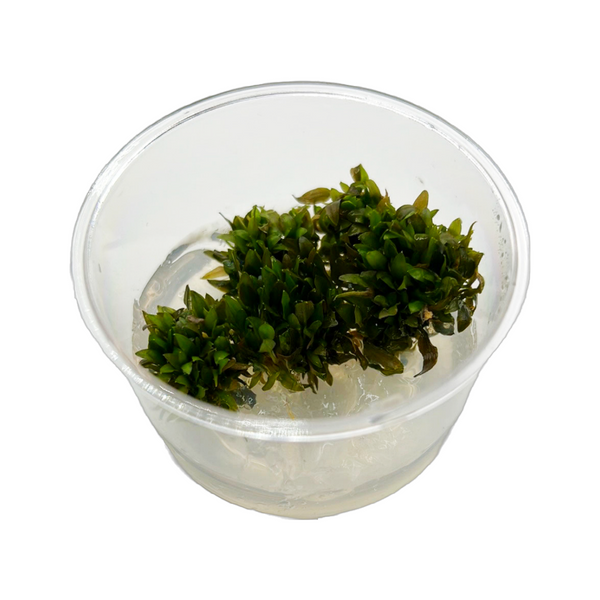 Cryptocoryne wendtii sp. "Brown" Tissue Culture Cup